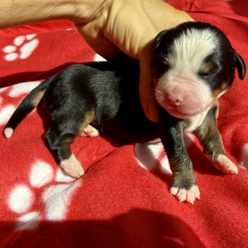 Lola Bernese Mountain Dog puppy for sale near Honolulu, Oahu, Hawaii