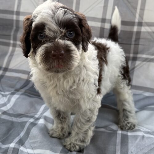 Kaila brown and white silver fox AKC Portuguese Water Dog puppy for sale near Honolulu, Oahu, Hawaii