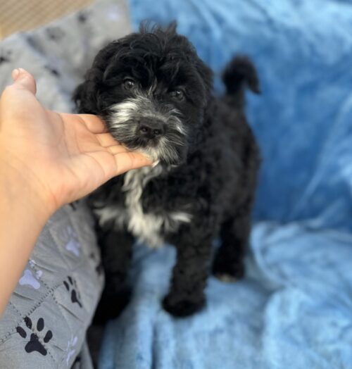 Kanani black and white silver fox AKC Portuguese Water Dog puppy for sale near Honolulu, Oahu, Hawai