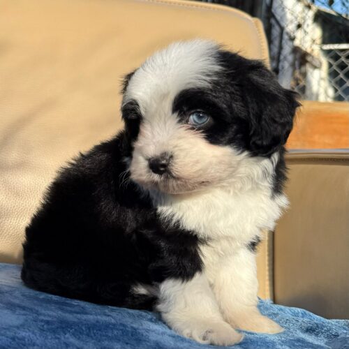 Kaynu black tricolor Toy Aussiepoo Aussiedoodle toy Australian Shepherd toy poodle blue eye puppy for sale in Kaimuki, Honolulu, Hawaii