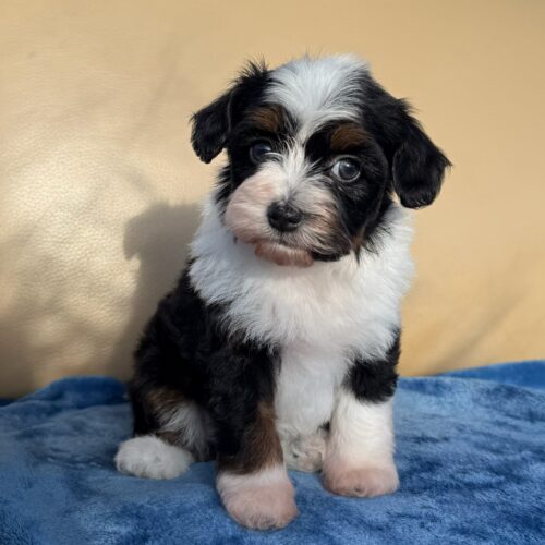 Kiwi black tricolor female Toy Aussiepoo Aussiedoodle toy Australian Shepherd toy poodle blue eye puppy for sale in Kaimuki, Honolulu, Hawaii