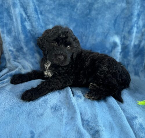 Kona: Kona black and white silver fox AKC Portuguese Water Dog puppy for sale near Honolulu, Oahu, Hawaii