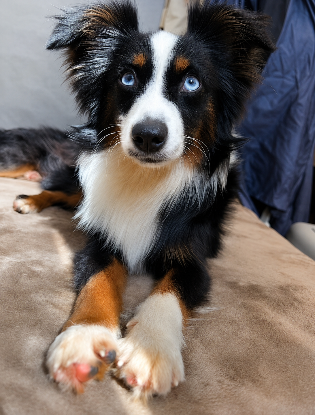Lianas-Ferrari-male-toy-australian-shepherd-black-tri-color-honolulu-hawaii