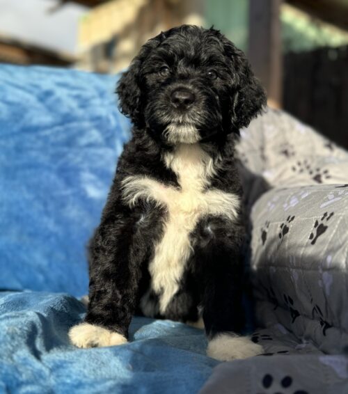 Maile: Maile black and white AKC Portuguese Water Dog puppy for sale near Honolulu, Oahu, Hawaii