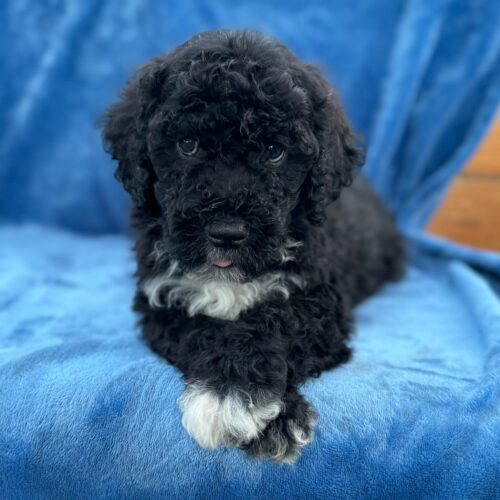 Makai: Makai black AKC Portuguese Water Dog puppy for sale near Honolulu, Oahu, Hawaii
