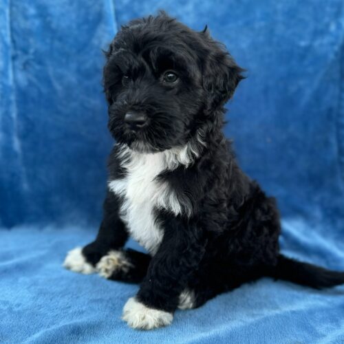 Mittens: Mittens black and white AKC Portuguese Water Dog puppy for sale near Honolulu, Oahu, Hawaii