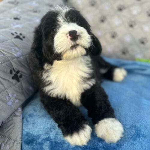 Moana: Moana black and white AKC Portuguese Water Dog puppy for sale near Honolulu, Oahu, Hawaii