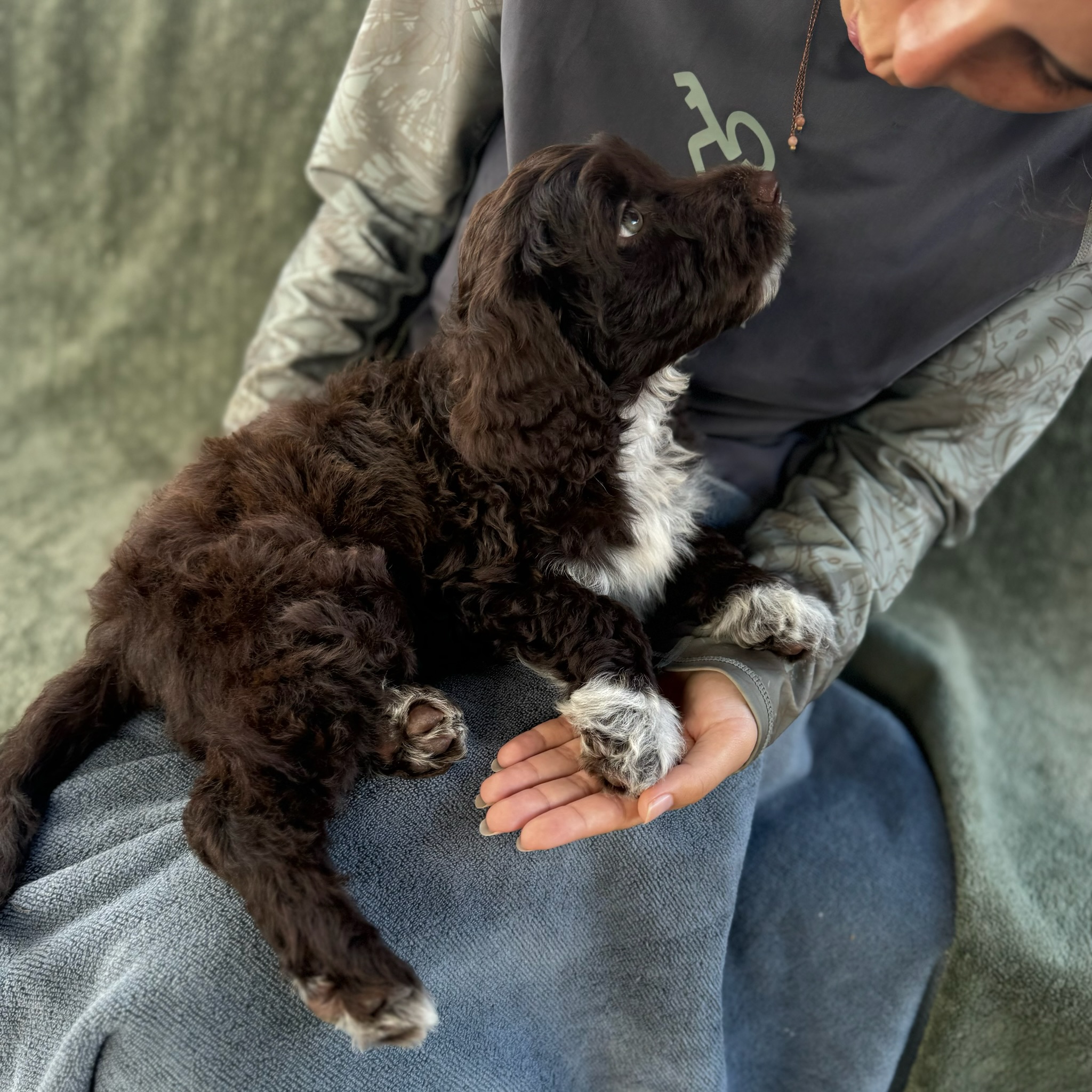 Nakoa-male-Brown-and-White-Portuguese-Water-Dog-Oahu-Hawaii silver fox chocolate
