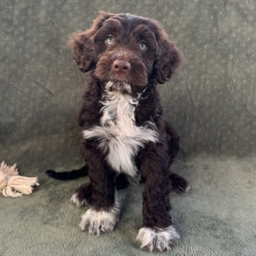 Nakoa-male-Brown-and-White-Portuguese-Water-Dog-Oahu-Hawaii silver fox chocolate