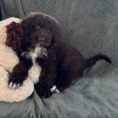 Nanny-male-Brown-and-White-Portuguese-Water-Dog-Oahu-Hawaii chocolate silver fox