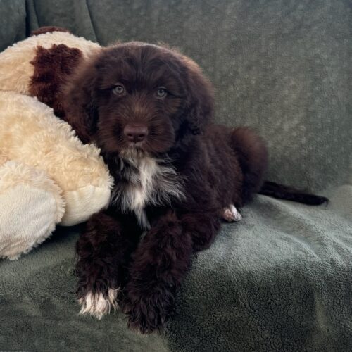 Nanny-male-Brown-and-White-Portuguese-Water-Dog-Oahu-Hawaii chocolate silver fox