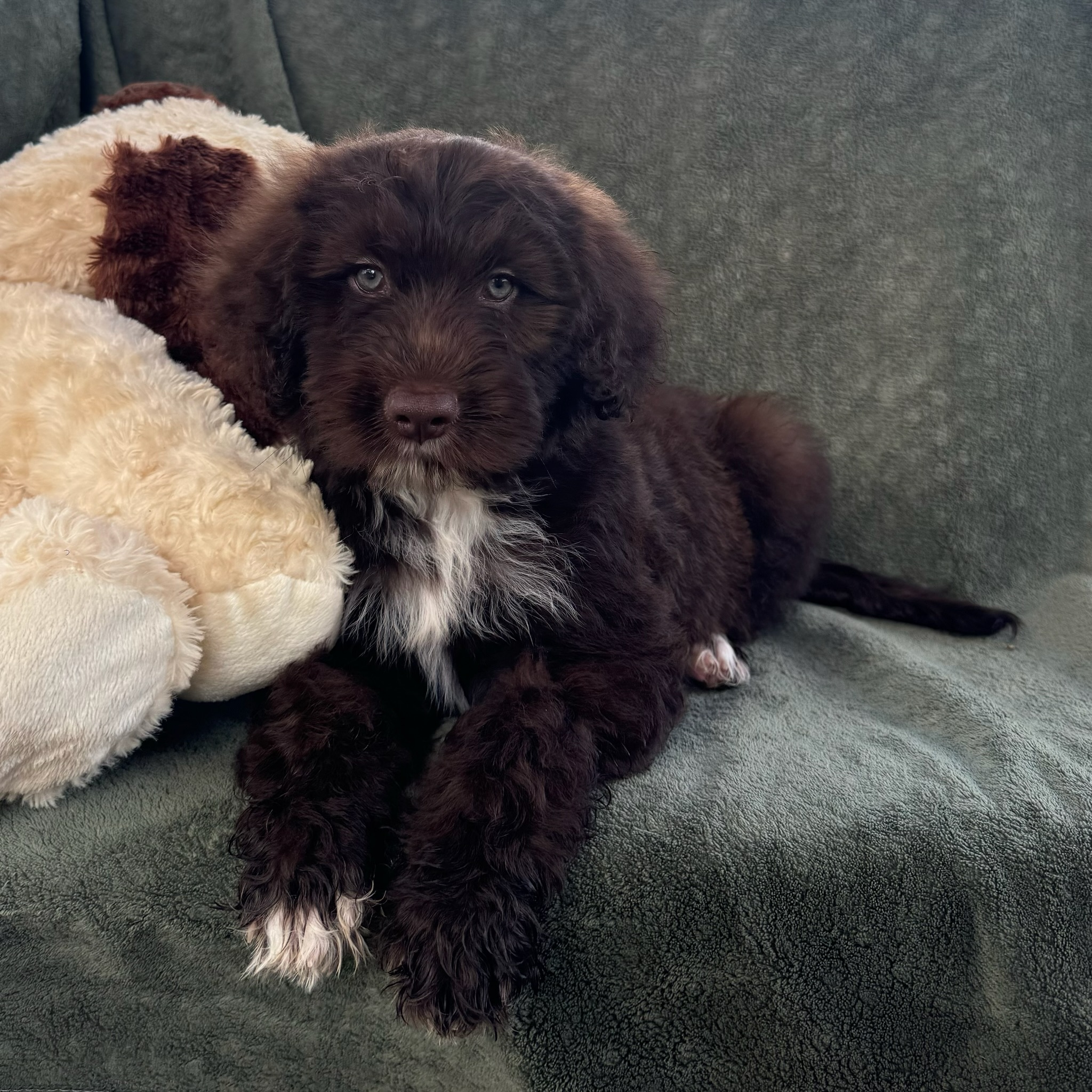 Nanny-male-Brown-and-White-Portuguese-Water-Dog-Oahu-Hawaii chocolate silver fox