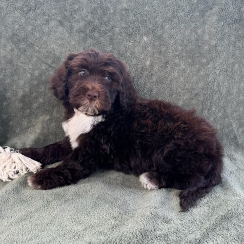 Nina-female-Brown-and-White-Portuguese-Water-Dog-Oahu-Hawaii-