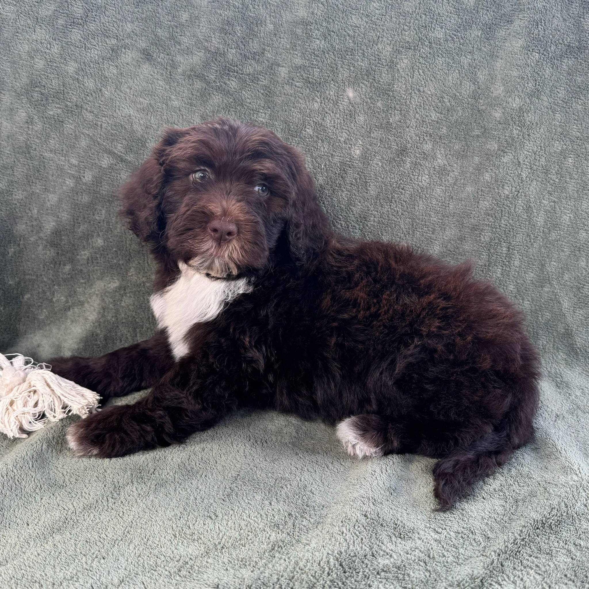 Nina-female-Brown-and-White-Portuguese-Water-Dog-Oahu-Hawaii-