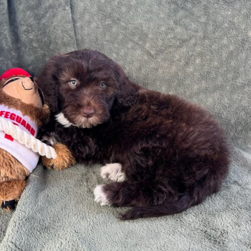 Nina-female-Brown-and-White-Portuguese-Water-Dog-Oahu-Hawaii-