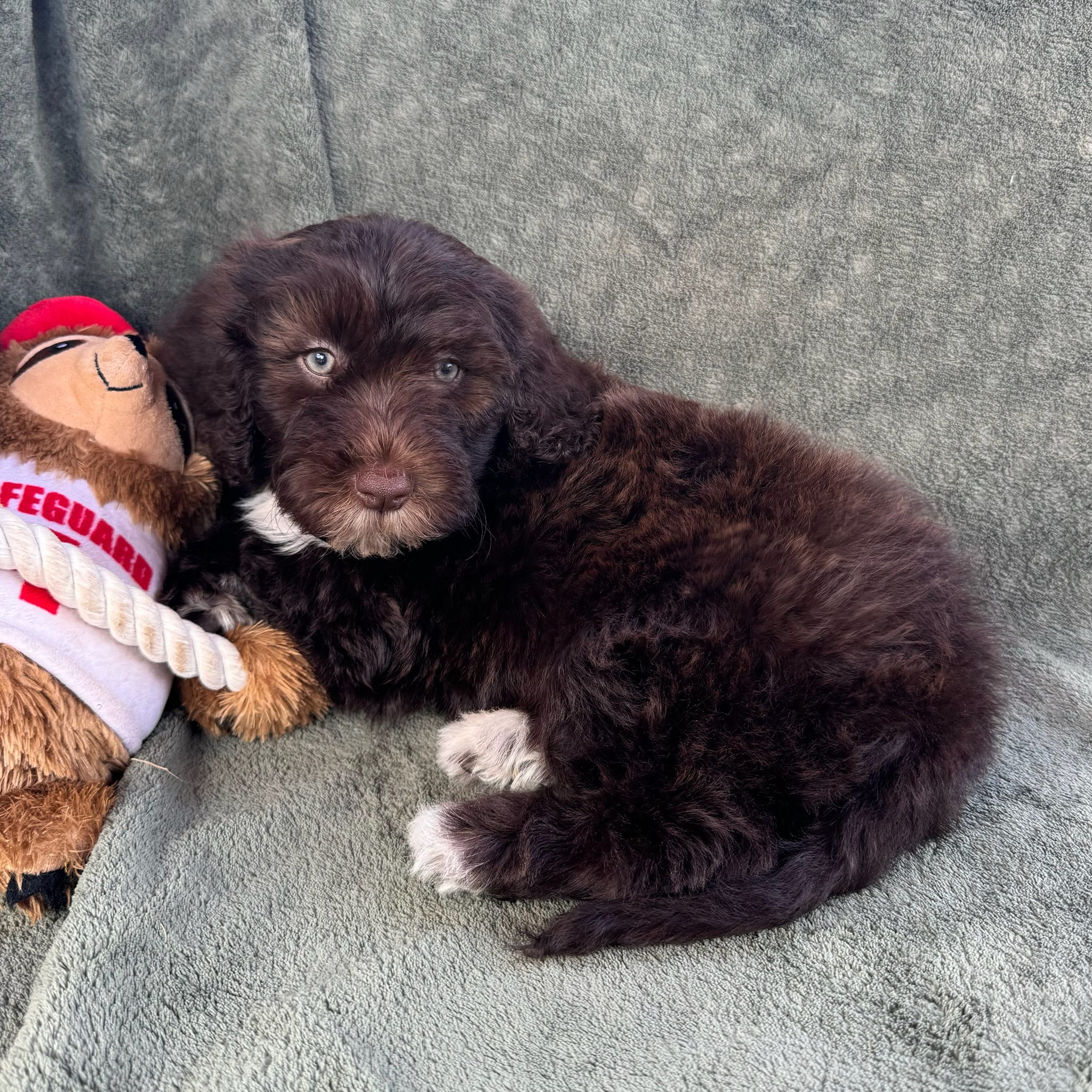 Nina-female-Brown-and-White-Portuguese-Water-Dog-Oahu-Hawaii-
