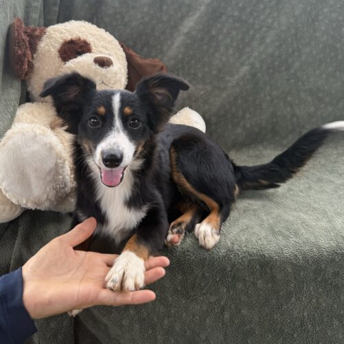 lianas-tabby-female-toy-australian-shepherd-black-tricolor-honolulu-hawaii toy Australian shepherd with tail Tri color docked