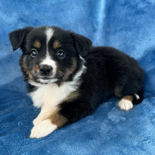 Liana's Tessa black tricolor Toy Australian Shepherd puppy for sale in Kaimuki, Honolulu, Hawaii