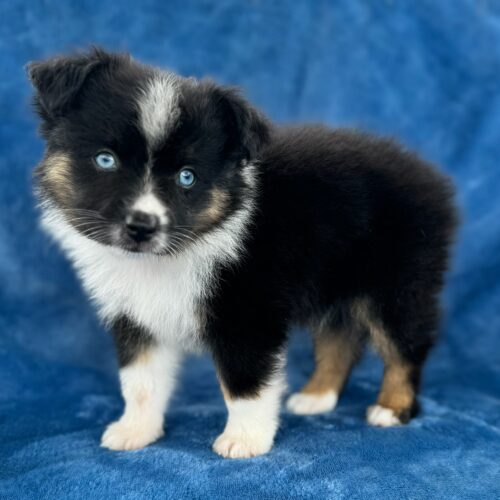 Liana's Zep black tricolor Toy Australian Shepherd puppy for sale in Kaimuki, Honolulu, Hawaii