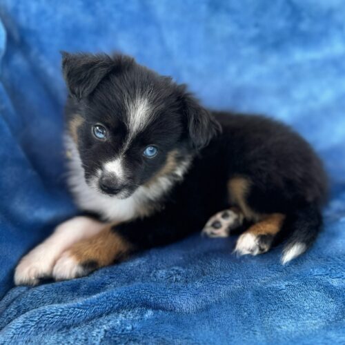 Liana's Zoom black tricolor Toy Australian Shepherd puppy for sale in Kaimuki, Honolulu, Hawaii